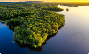 Wood Furniture Scorecard 2026 Shows Forest as Foundation